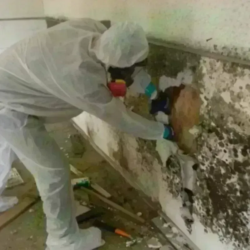 Mold Remediation and Removal in Baldwyn, MS